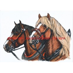 Obraz českomoravský belgik, koně, perokresba - tisk