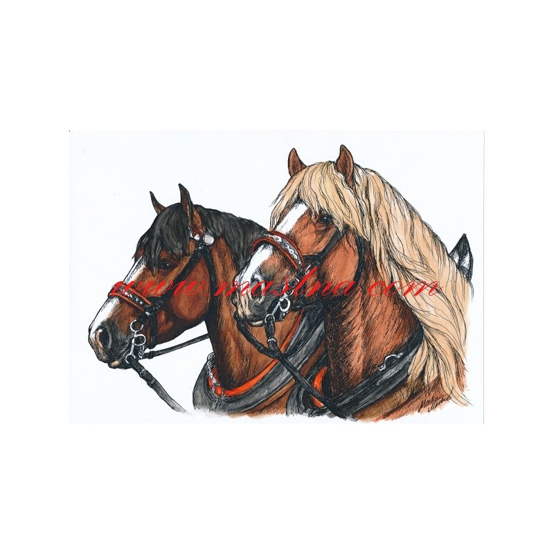 Autorský tisk chladnokrevní hřebci, zápřež