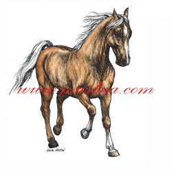 Autorský tisk kůň isabela, Kinský