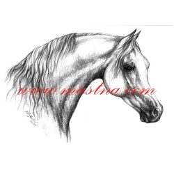 Autorský tisk kůň arab