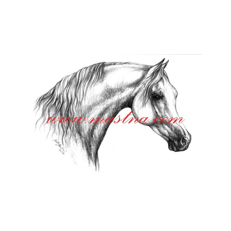Autorský tisk kůň arab