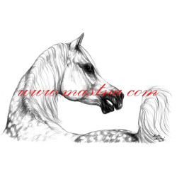 Autorský tisk arabský plnokrevník