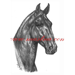 Autorský tisk kladrubský vraník