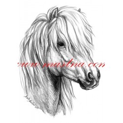 Obraz shetlandský pony, tužka - tisk