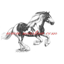 Autorský tisk irský cob, tinker