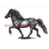 Autorský tisk islandský pony, tölt