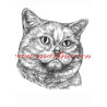 Autorský tisk kočka