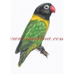 Autorský tisk papoušek agapornis