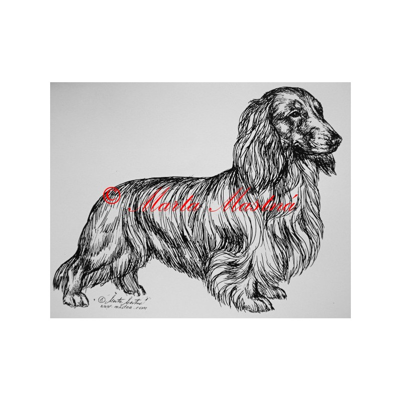 Jezevčík dlouhosrstý