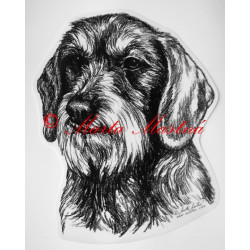 Jezevčík drsnosrstý