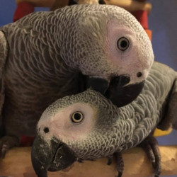 Malované tričko papoušek žako