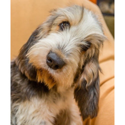 Malované košile vendéský baset