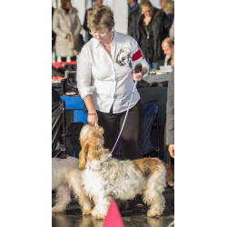 Malované košile vendéský baset