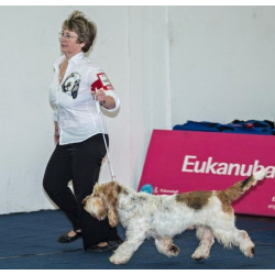 Malované košile vendéský baset