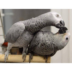 Malované tričko papoušek žako