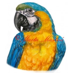 Samolepka ara ararauna, papoušek - archiv