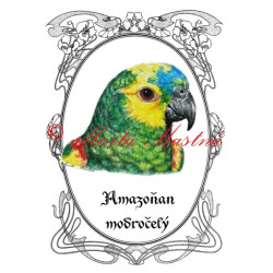 Amazoňan modročelý