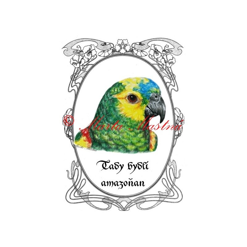 Amazoňan modročelý