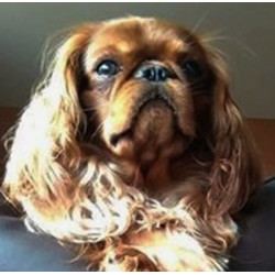 Malované mikiny king Charles španěl