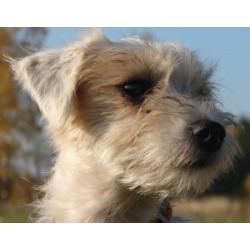 Skleněná ozdoba Jack Russel teriér