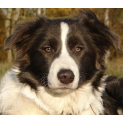 Skleněná ozdoba border kolie