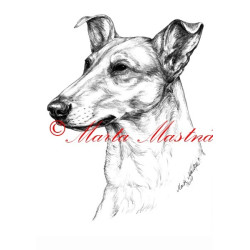 Autorský tisk kolie krátkosrstá