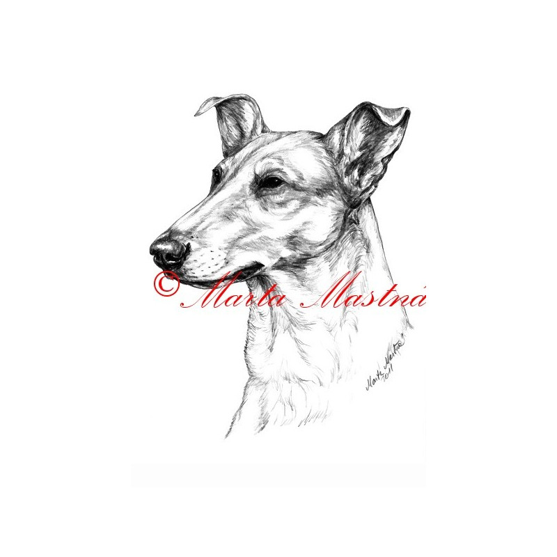 Autorský tisk kolie krátkosrstá