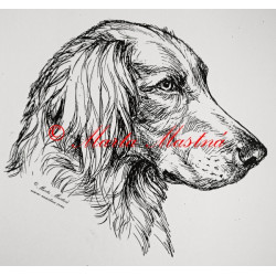 Výmarský ohař dlouhosrstý