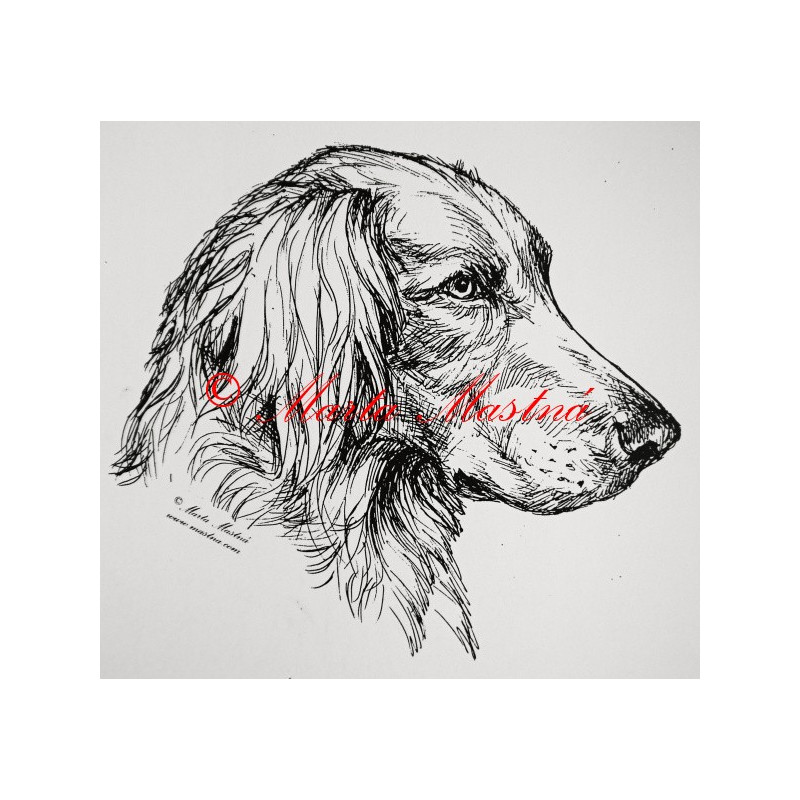 Výmarský ohař dlouhosrstý