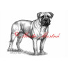 Autorský tisk bulmastif