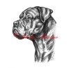 Autorský tisk cane corso
