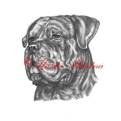 Autorský tisk cane corso