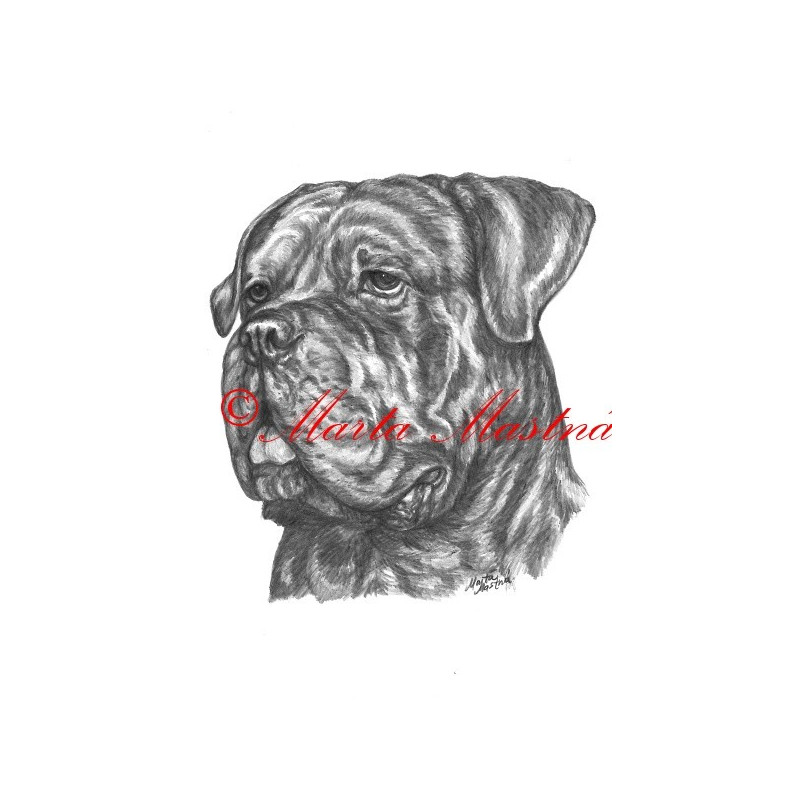 Autorský tisk cane corso