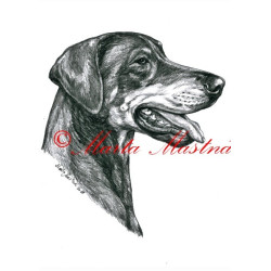 Autorský tisk dobrman