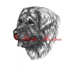 Obraz šarplaninský pastevecký pes, tužka - tisk