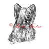 Autorský tisk skye teriér