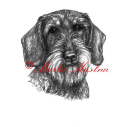 Autorský tisk jezevčík