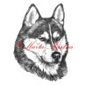 Autorský tisk sibiřský husky