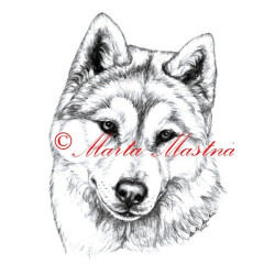 Autorský tisk sibiřský husky