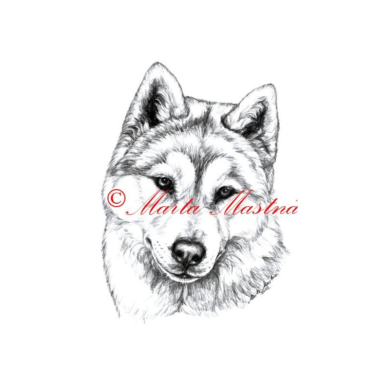 Autorský tisk sibiřský husky