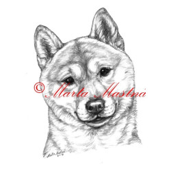 Autorský tisk shiba inu, šiba