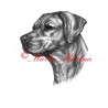 Autorský tisk rhodesian ridgeback