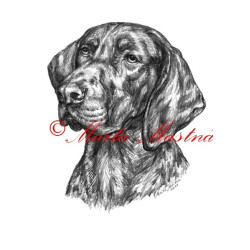 Autorský tisk německý ohař