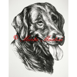 Flat coated retriever