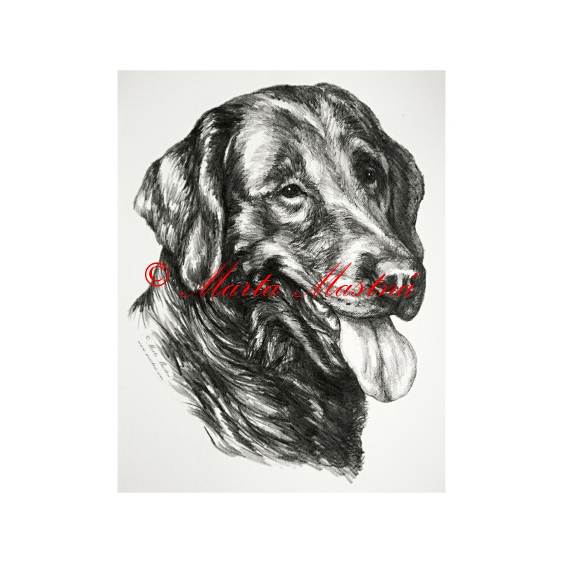 Flat coated retriever