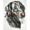 Flat coated retriever
