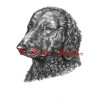 Autorský tisk curly coated retriever, retrívr