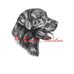 Autorský tisk labrador retrívr