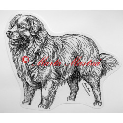 Nova scotia duck tolling retriever - kanadský retrívr