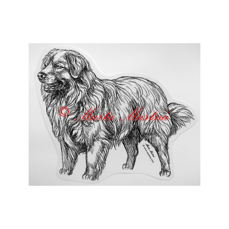 Nova scotia duck tolling retriever - kanadský retrívr